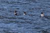 Merganser ducks