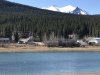 Trumpet Swans on Lake Bennett at Carcross