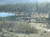 Beaver dam