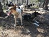 Kale and Dyea the lead dogs on a break