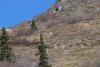 Mountain goat