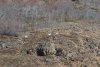 Dalls sheep