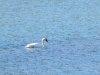 Trumpet Swan