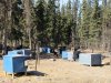 Over 60 sled dogs