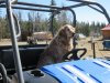 An older Golden who rode with us