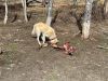 Dougal  gnawing on a cow bone