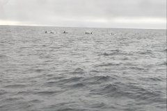 Sweeper Cove Adak Aleutians