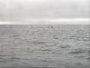 A pod of 15-20 swam across our bow and stern.....amazing!!