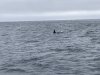 Beautiful Orca whale!!!