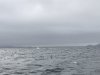 That's a Humpback whale and albatross.....amazing beauty!!