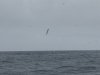 Laysan Albatross