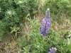 IMG_0471