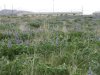 Lupine wild flowers in bloom