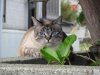 Peaceful cat