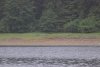 Brown Bear in Crab Cove in Tenakee Inlet