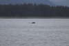 A mama and juvenile Humpback Whale in Hoonah Sound