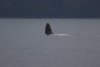 The calf was playing and breaching for a good 20 minutes......outstanding!!!