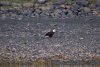 Eagle on the beach