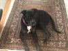 Bailey dog, Dave and Dana's.....we got to dog-sit and give her some peace and tranquility for a few days:)))