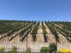 We fist saw our eventual new house in Trilogy by the Vineyards on July 30 with this gorgeous view of a vineyard. It was a very long process, closed on Oct 9th and took possession Oct 20. We fist saw our eventual new house in Trilogy by the Vineyards on July 30 with this gorgeous view of a vineyard. It was a very long process, closed on Oct 9th and took possession Oct 20.