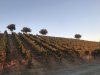 Woke up one morning to some gorgeous sunrise moments over the vineyard!!!