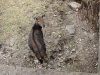 Deer......say what!!!!!