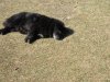 Happy dog......but, right in the middle of the archery field.....yikes!!!