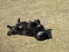 A very happy dog!!!