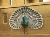 Just love the Peacock!!