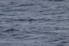 Our first Wandering albatross....beuatiful
