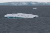 Seals on iceberg