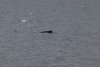 Our first Humpback whale
