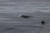 Fur seals playing by the ship