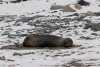 Fur seal