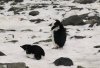 Adelie penguin