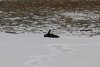 Seal playing in the snow!!