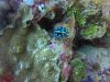 Nudibranch.....there are 100's of these guys!!