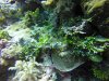 Nudibranch