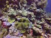 More Clark's Anemone