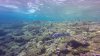 Map puffer fish.....note how close to the surface we are.....actually this fella and John got swept up on top of the reef in some strong current......the puffer stayed with John for a while until he could get back down the wall!!