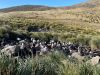 Made it to the Rockhopper penguins and Black-browed albatross nesting area