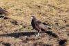 Caracara