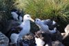 That's a juvenile chick asking Mom for something to eat