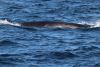A huge whale pod of ~200 Sei whales gave us a show for over an hour...wow, wow, wow!!!
