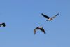 Blue-eyed shags