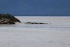 A colony of seals relaxing