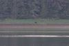 We have a bear......where...over thar.....ok, a little humor between Captain and Admiral.....a black bear in Farragut
