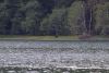 Lots of Brown bear sightings, albeit from a distance