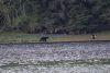 Mr Bear says let me at the fish