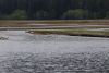 Lots of water coming down from the mountains.....but no salmon yet